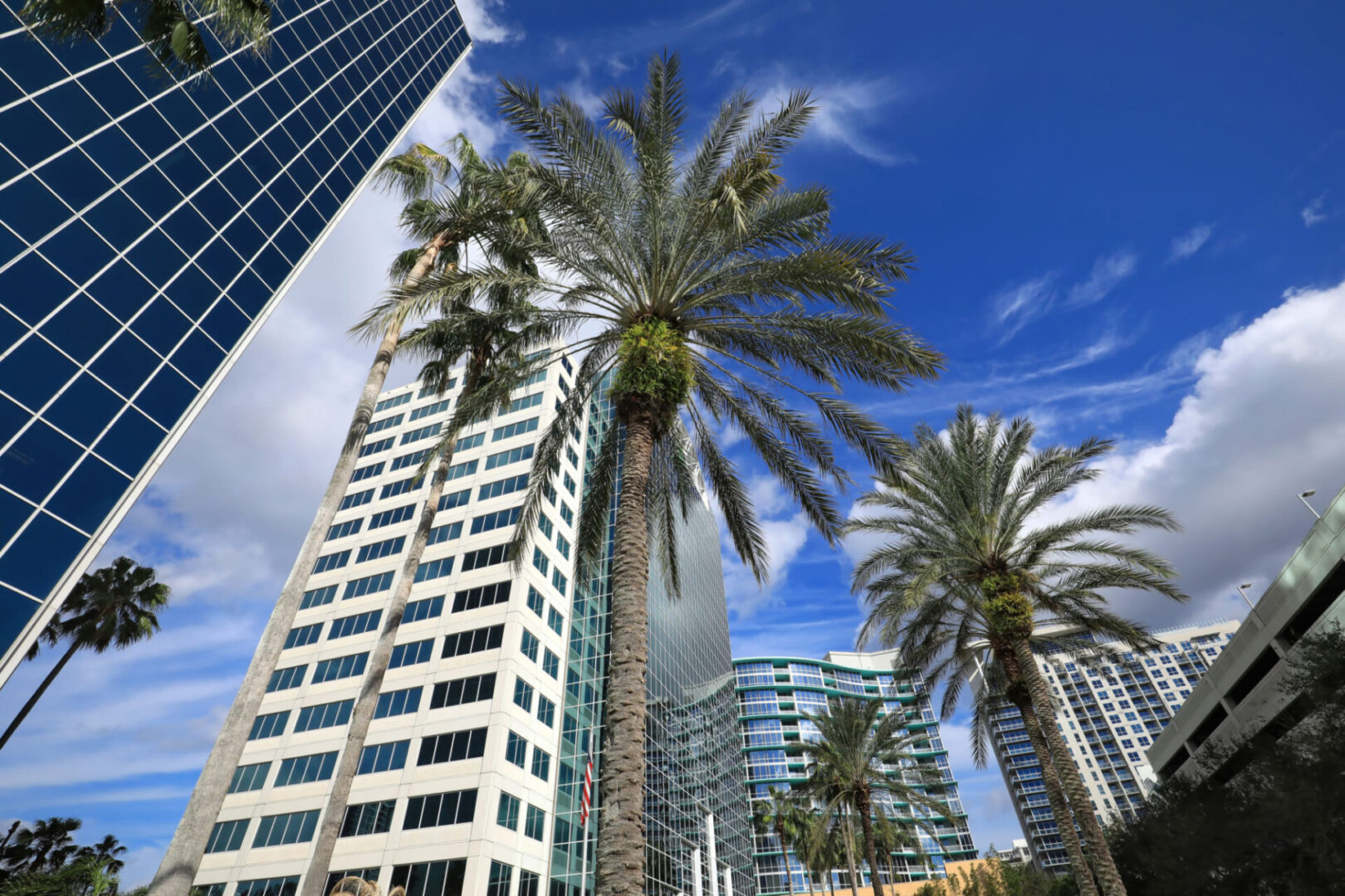 Urban scene with skyscrapers and palms